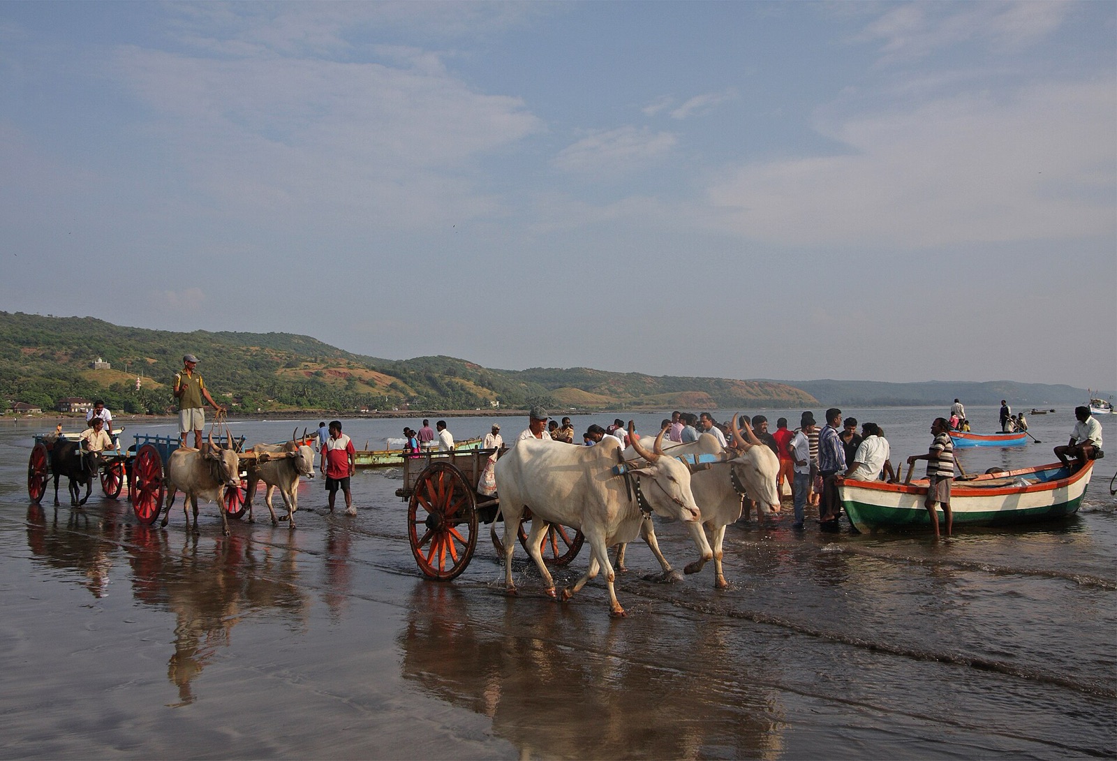 Bullock carts at Harnai, a fishing port on the Konkan coast of Ratnagiri district, the region the Ambedkar family came from. A modern photograph (2011) used for context.